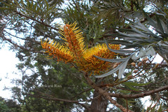 Grevillea robusta